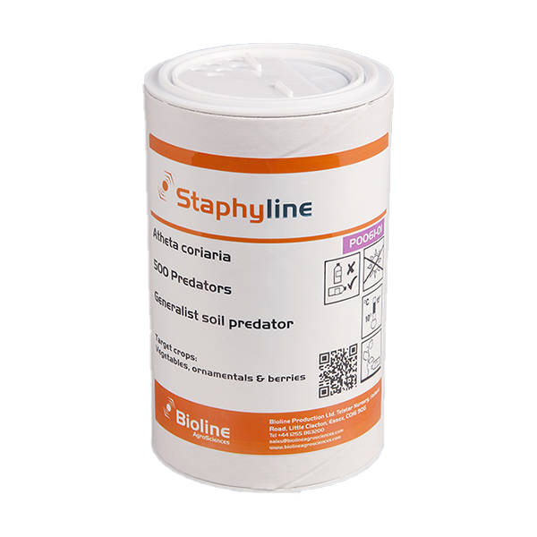 Staphyline - 500 per tube