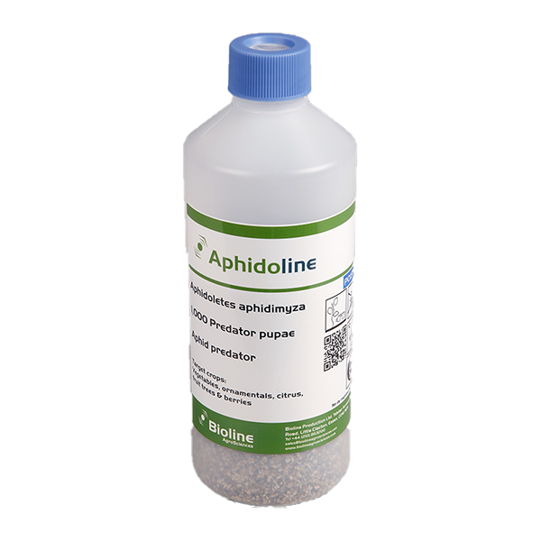 Aphidoline - 1000 pupae per bottle